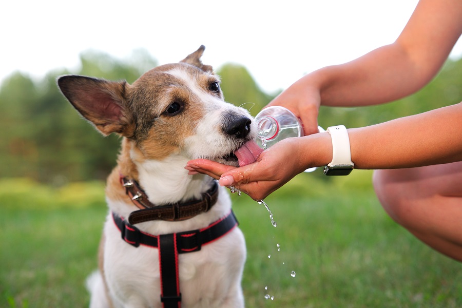 golpe de calor perros