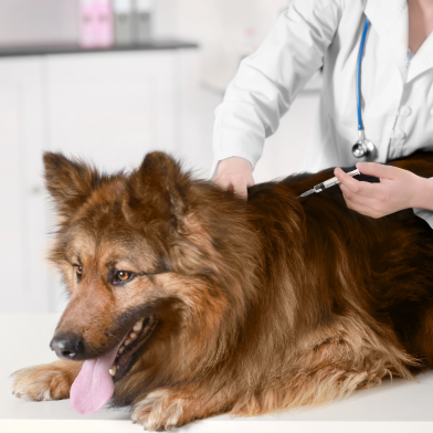 Veterinario Eliana Vacunas