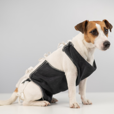 Veterinario Eliana Esterilizaciones