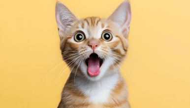 veterinario para gatos en la eliana