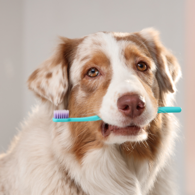 Veterinario Eliana Limpieza Dental